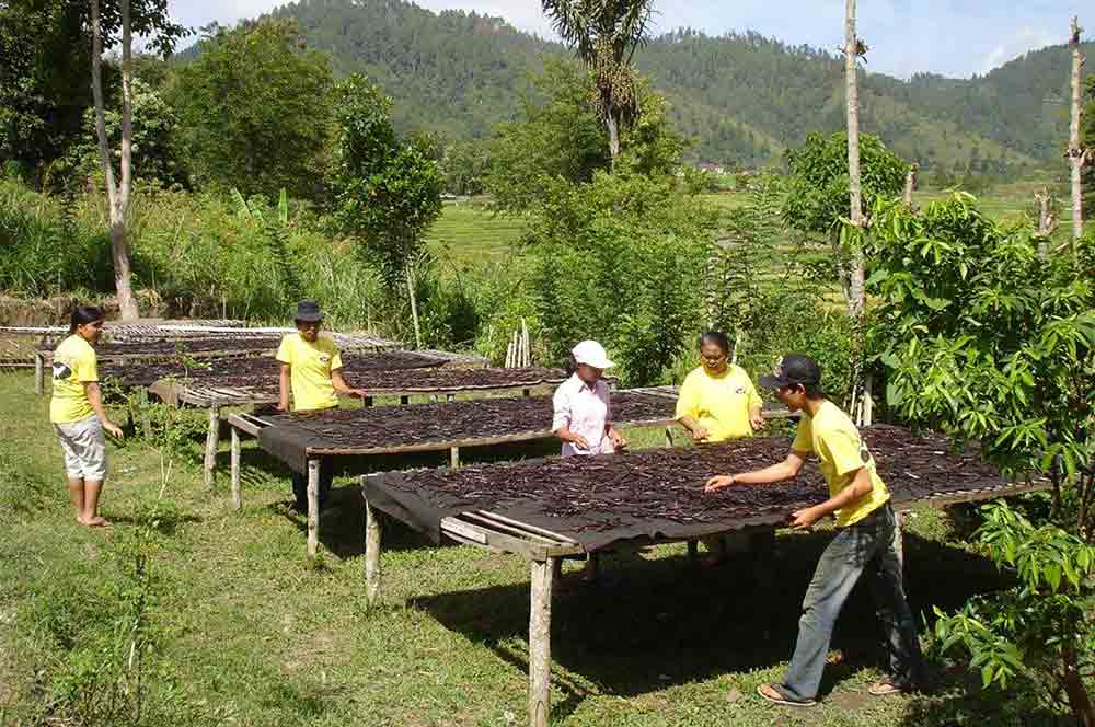 Vanilla Prices Coming Back Down to Earth After Years of Record Highs